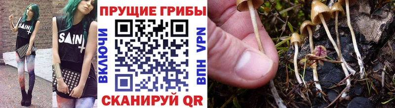 где найти Ардон Псилоцибиновые грибы прущие грибы